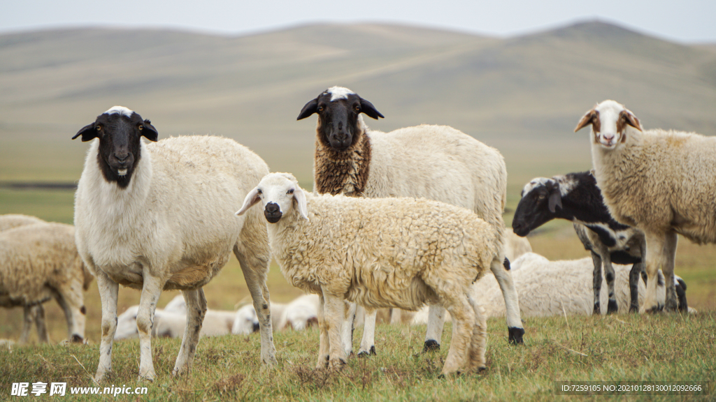 呼伦贝尔大草原的绵羊
