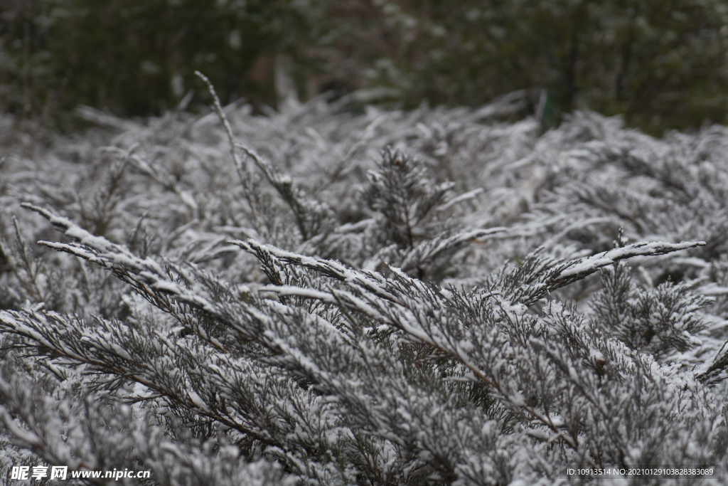 植物雪景