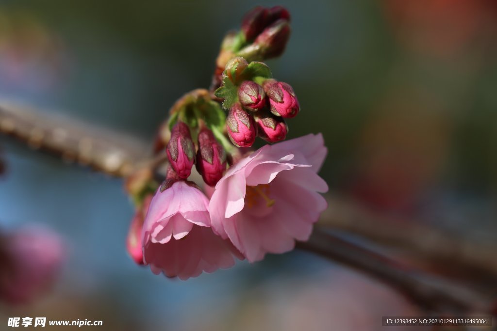 漂亮的樱花