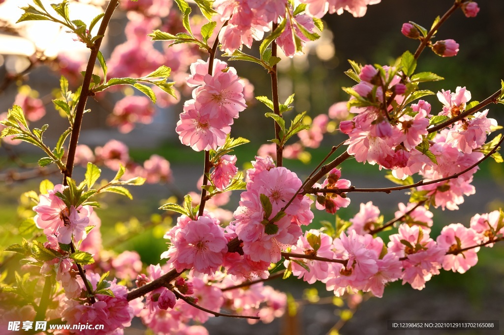 树枝上盛开的樱花