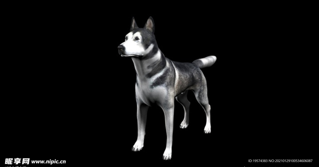C4D模型 爱斯基摩狗