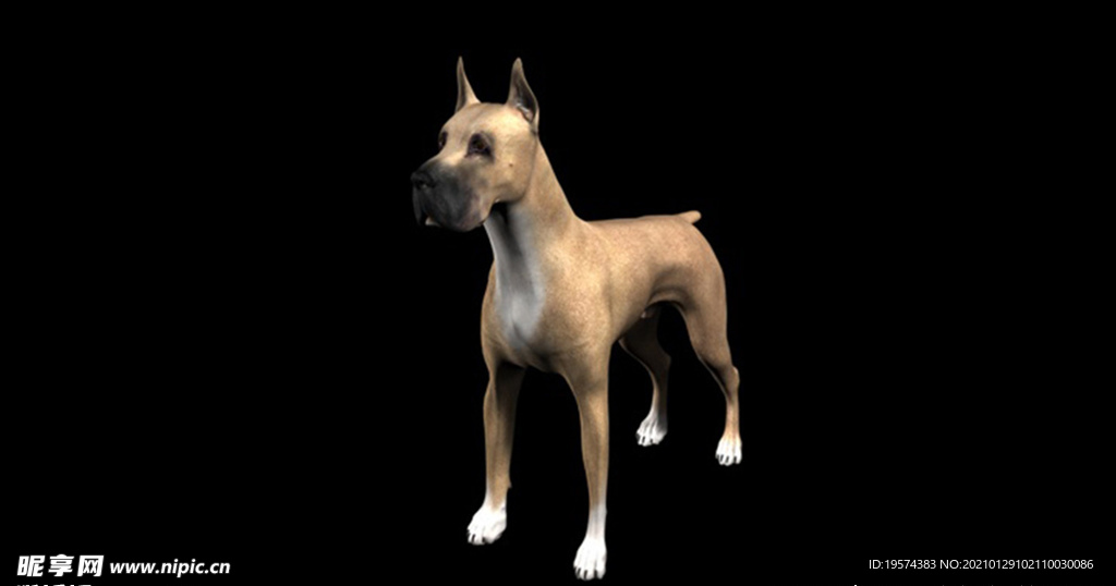 C4D模型 大丹犬