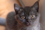 家猫
