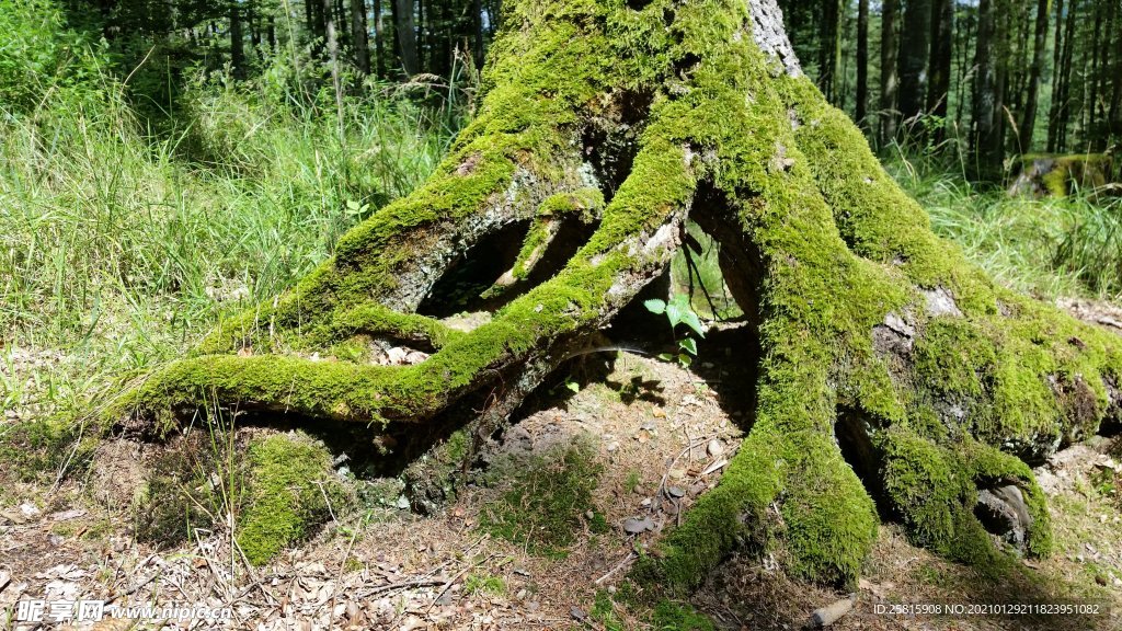 苔藓