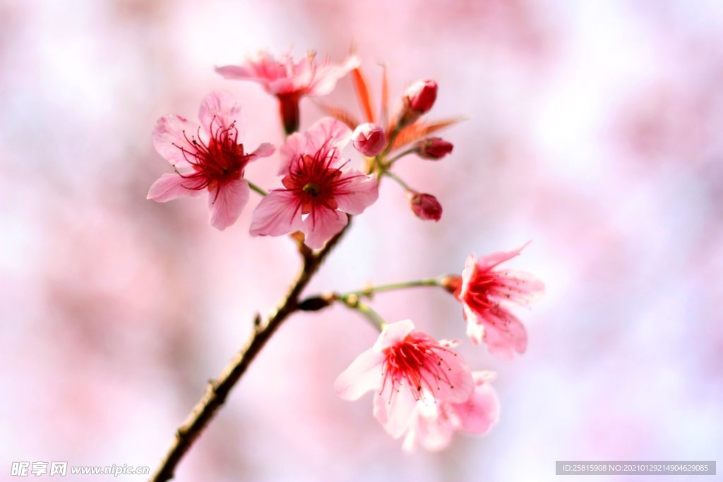 浪漫樱花