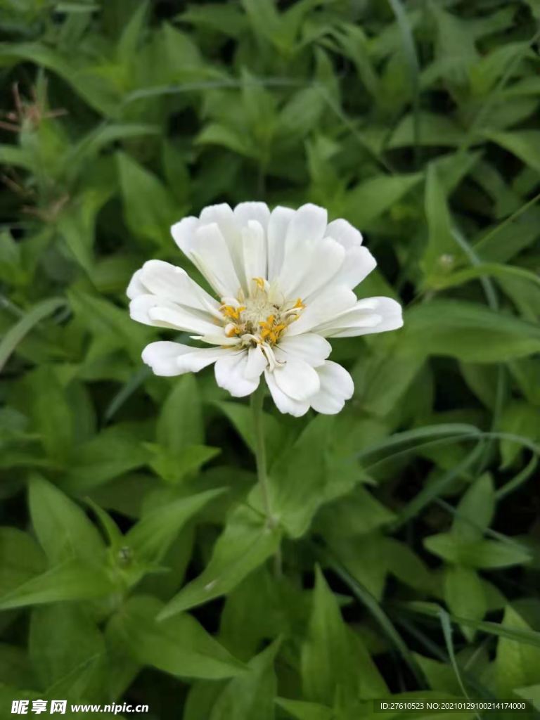 花卉  白花  白色小花 花朵