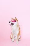 柴犬