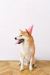 柴犬