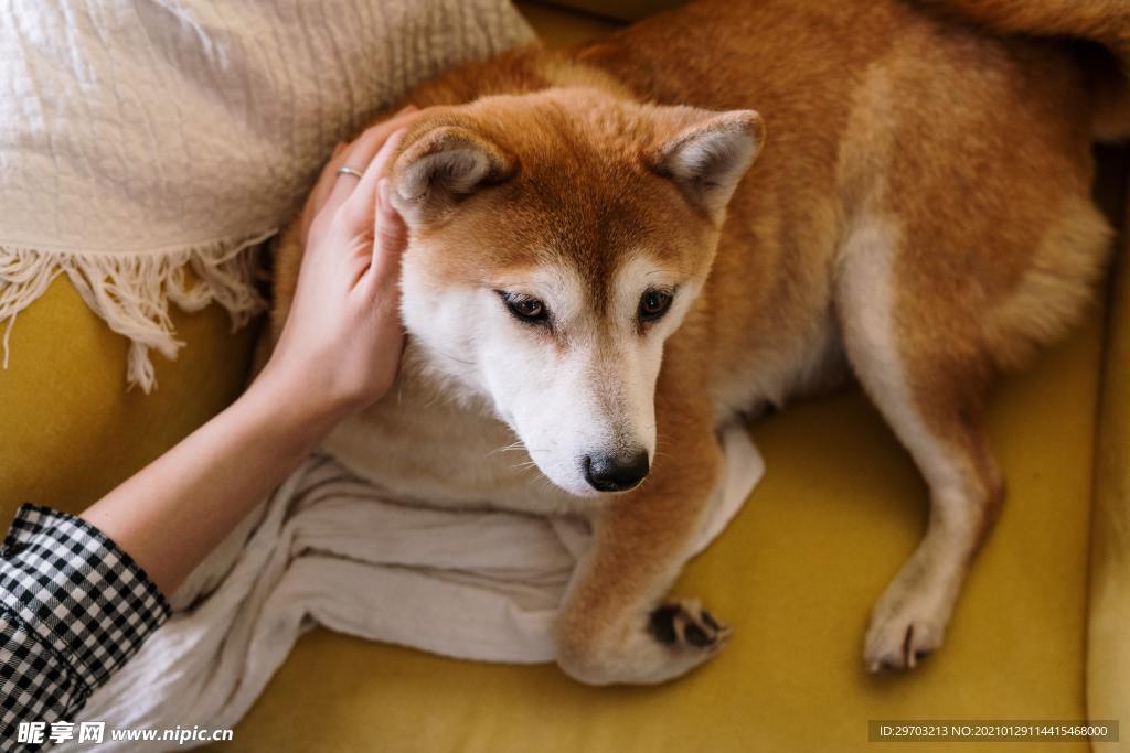 柴犬