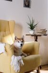 柴犬