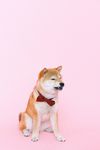 柴犬