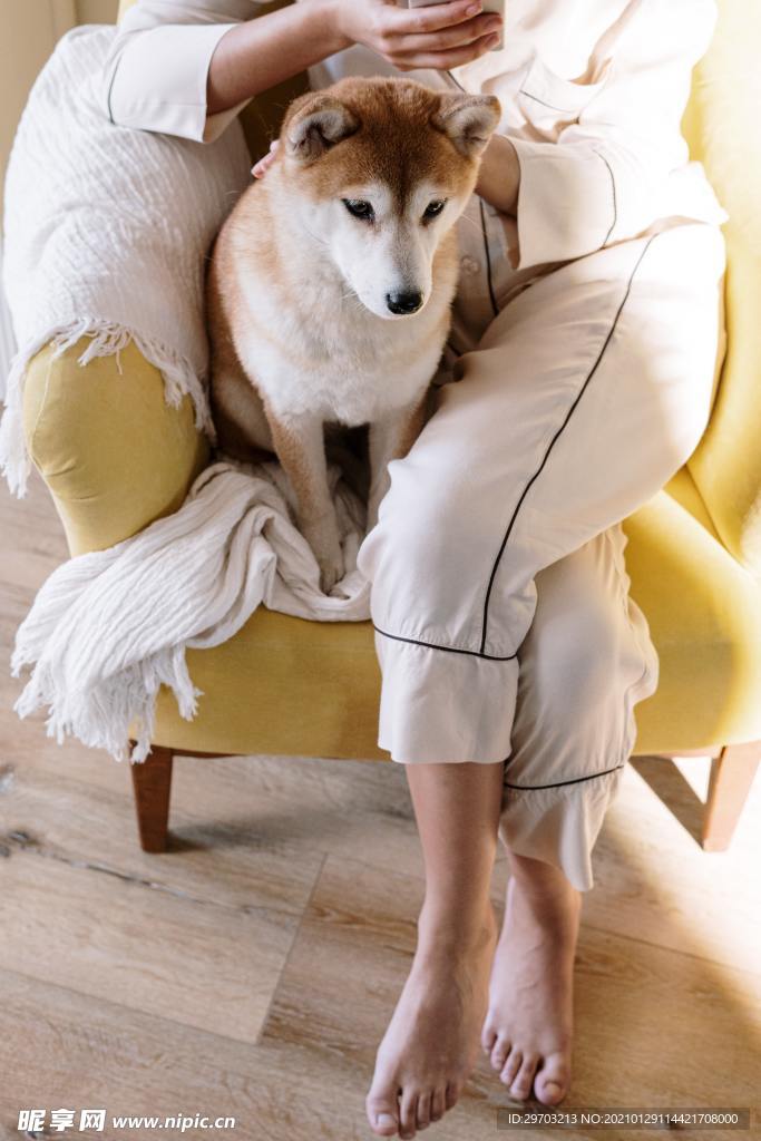 柴犬