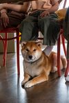 柴犬