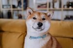 柴犬