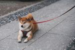 柴犬