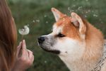 柴犬