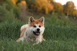 柴犬
