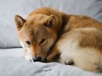 柴犬