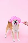 柴犬