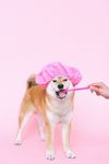 柴犬