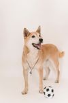 柴犬