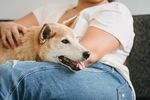 柴犬