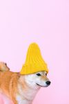 柴犬