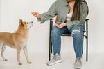 柴犬