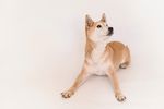 柴犬