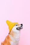柴犬