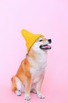 柴犬