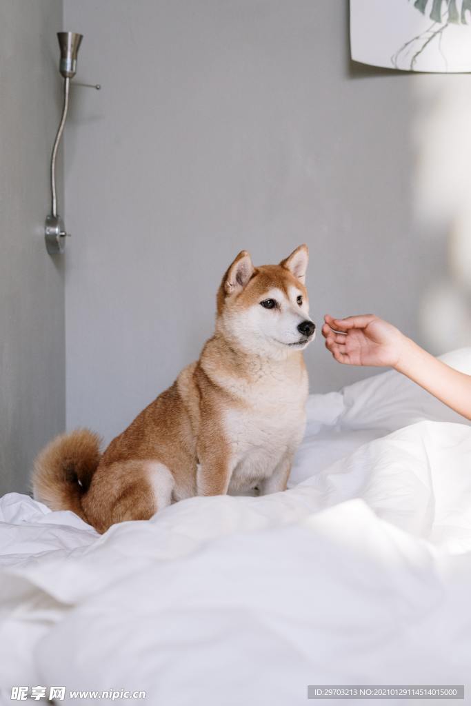 柴犬