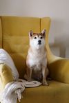 柴犬