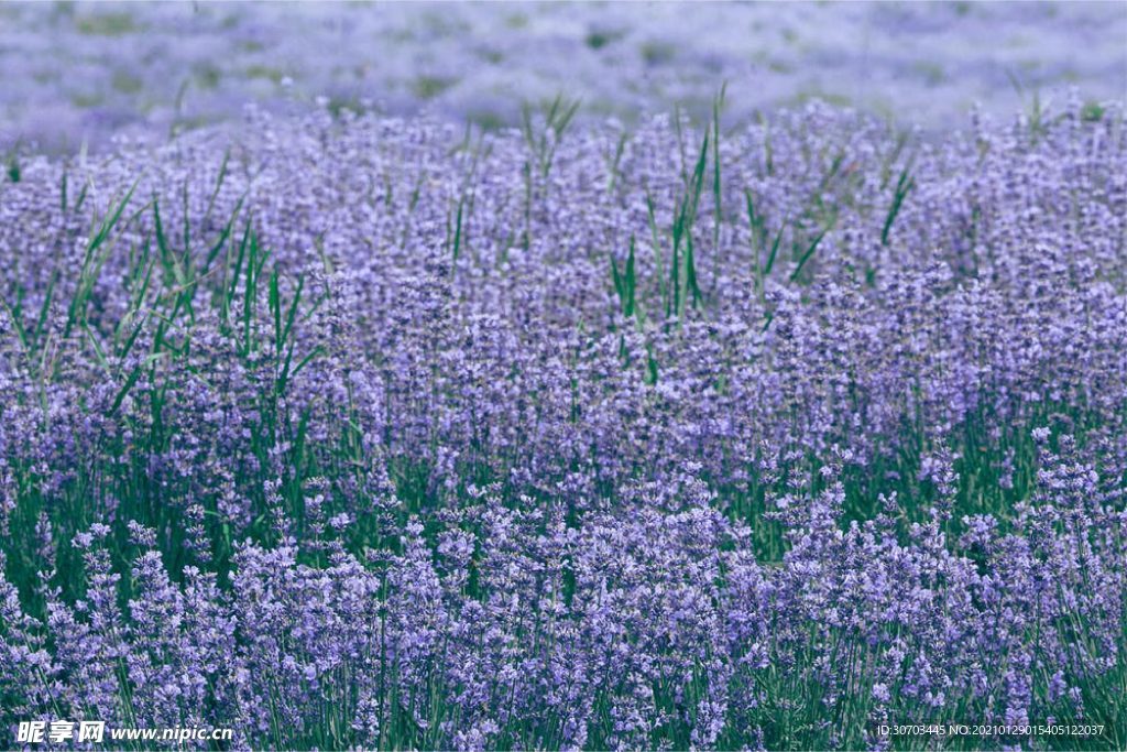 草