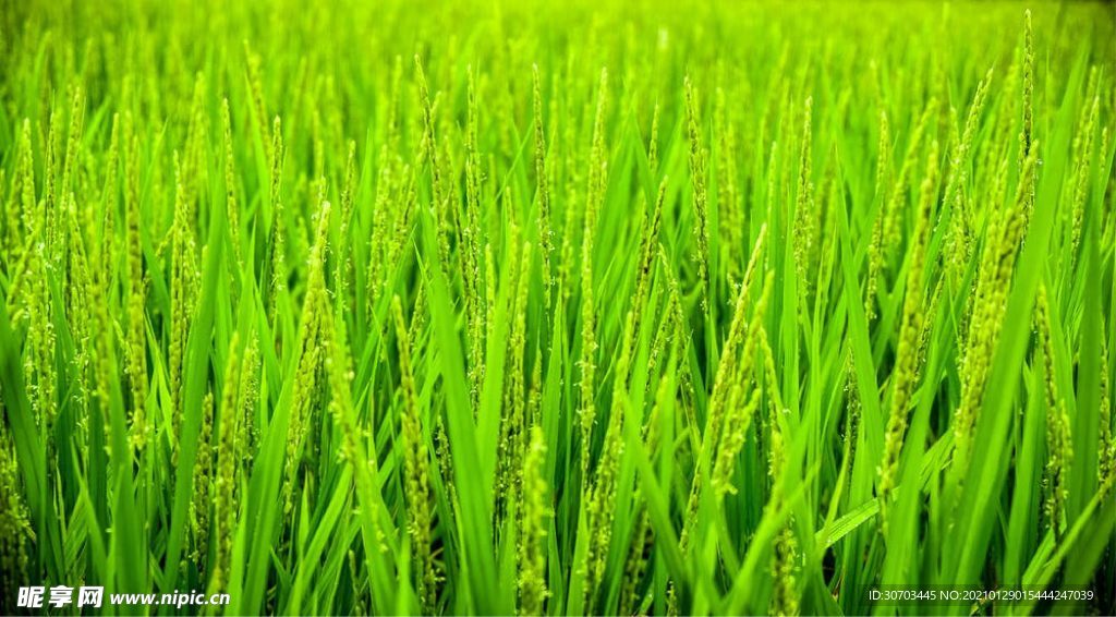 草