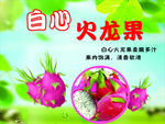 白心火龙果水果介绍展板海报