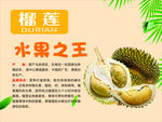 榴莲水果介绍展板海报