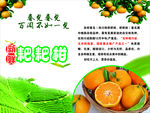耙耙柑介绍展板海报