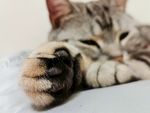 猫爪特写