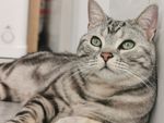 炯炯有神的猫咪