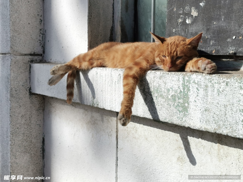 晒太阳的野猫