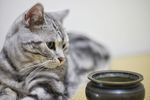 猫咪与香炉