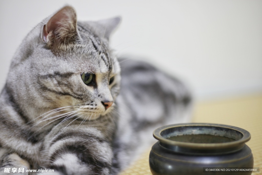 猫咪与香炉