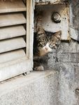 胆小的小野猫