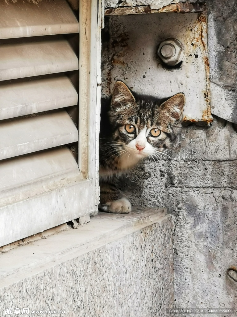 胆小的小野猫