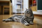 家猫