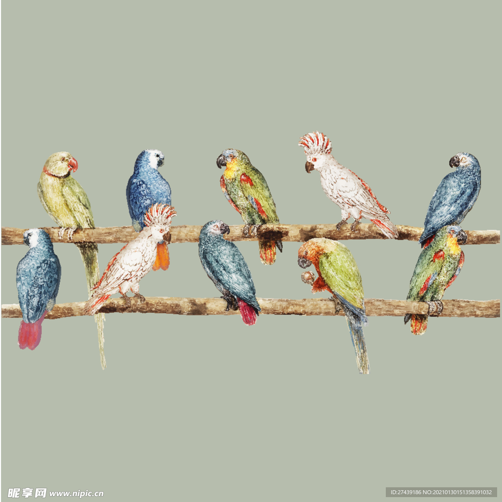 鸟