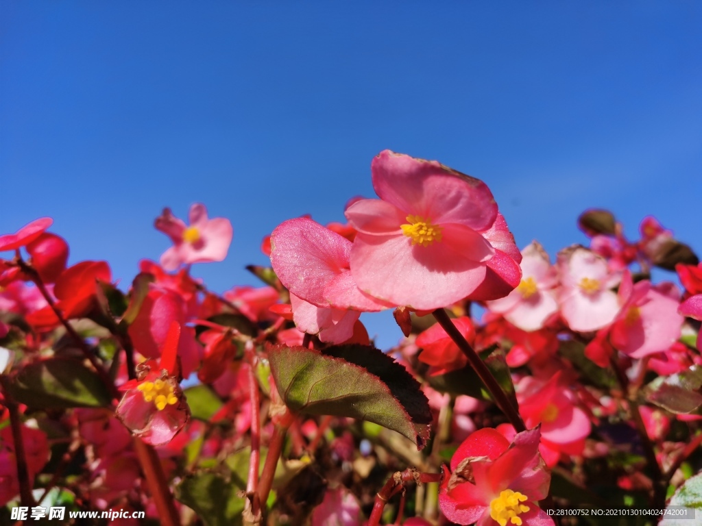 花卉