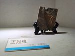 王冠虫化石