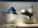 海洋科普馆